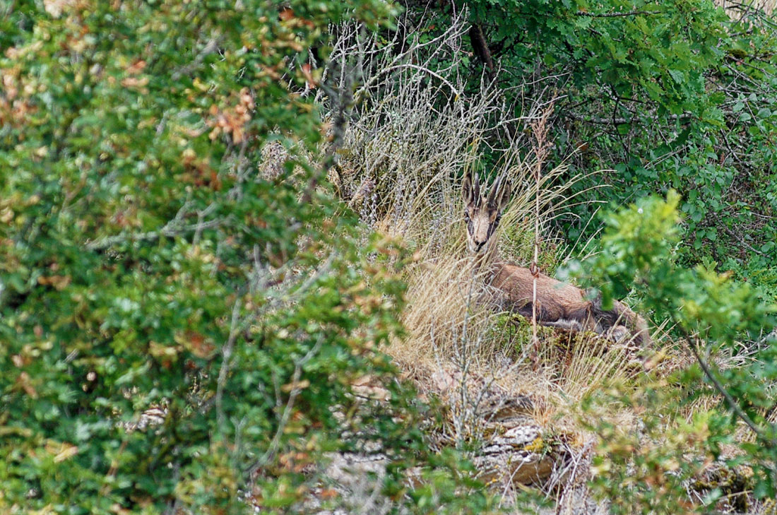 Chamois