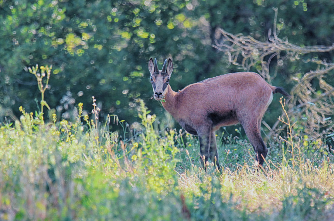 Chamois