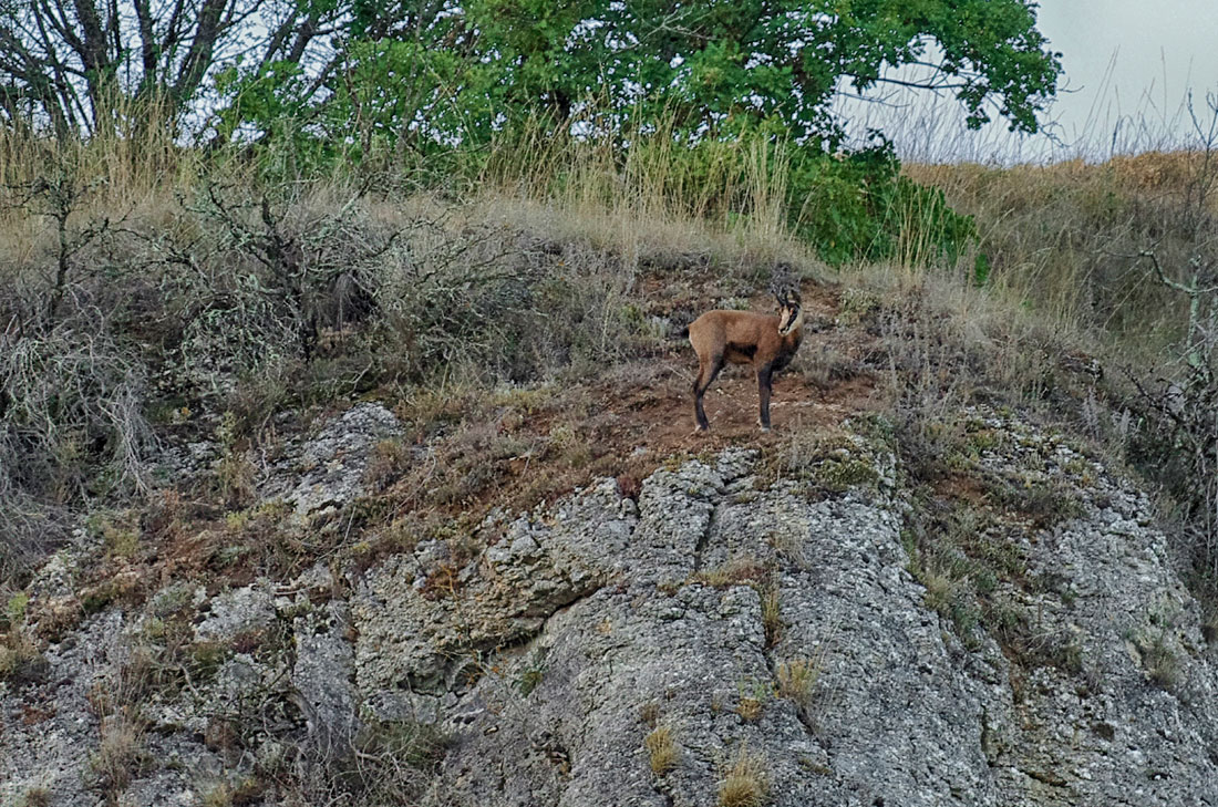 Chamois