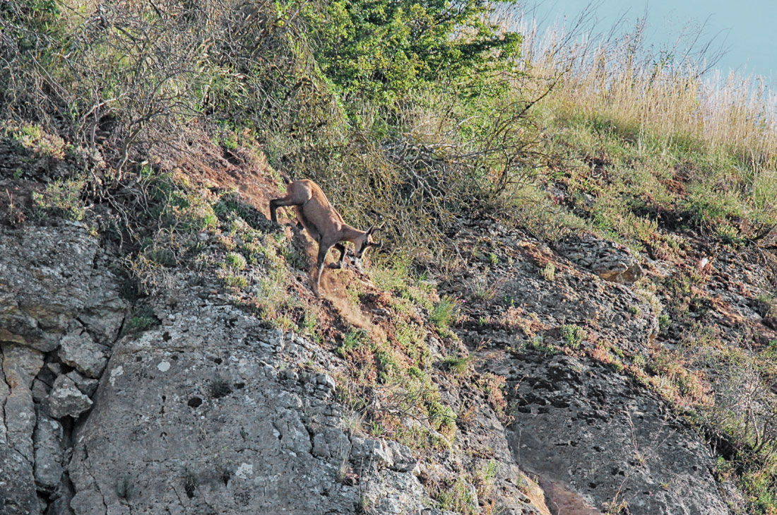 Chamois