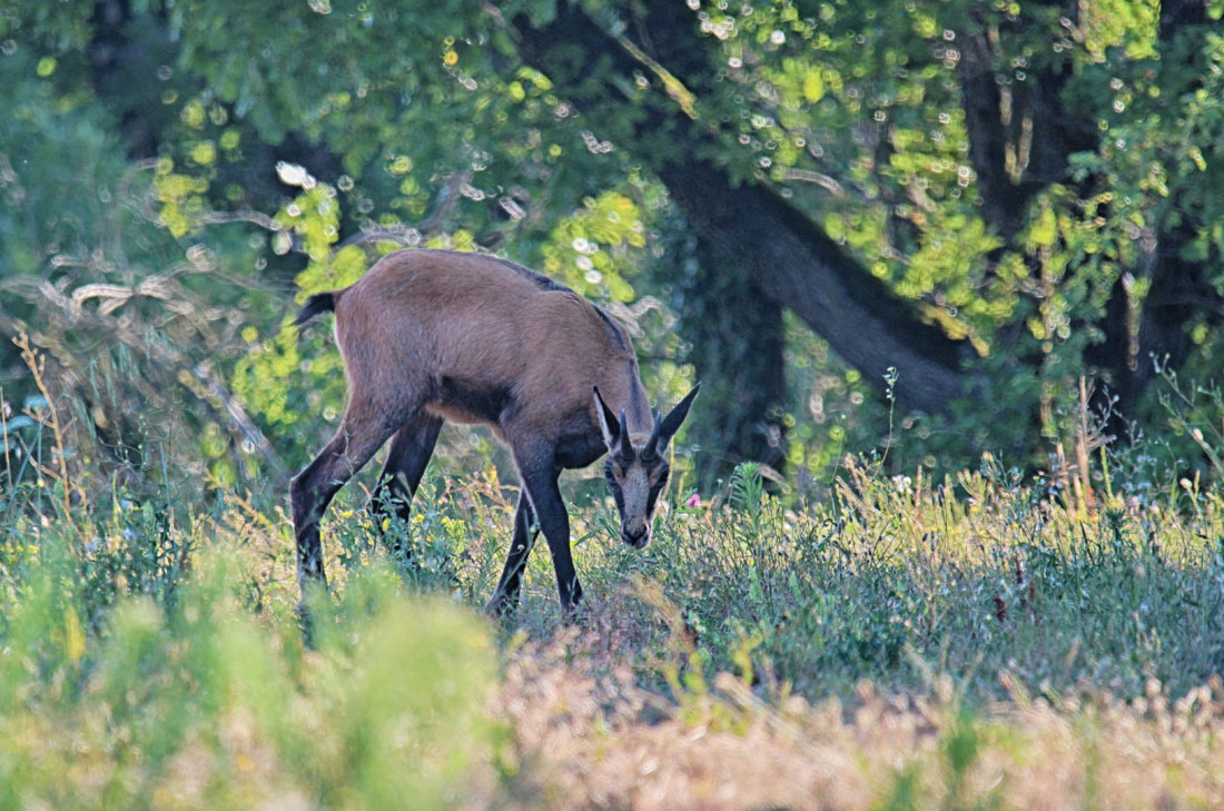 Chamois