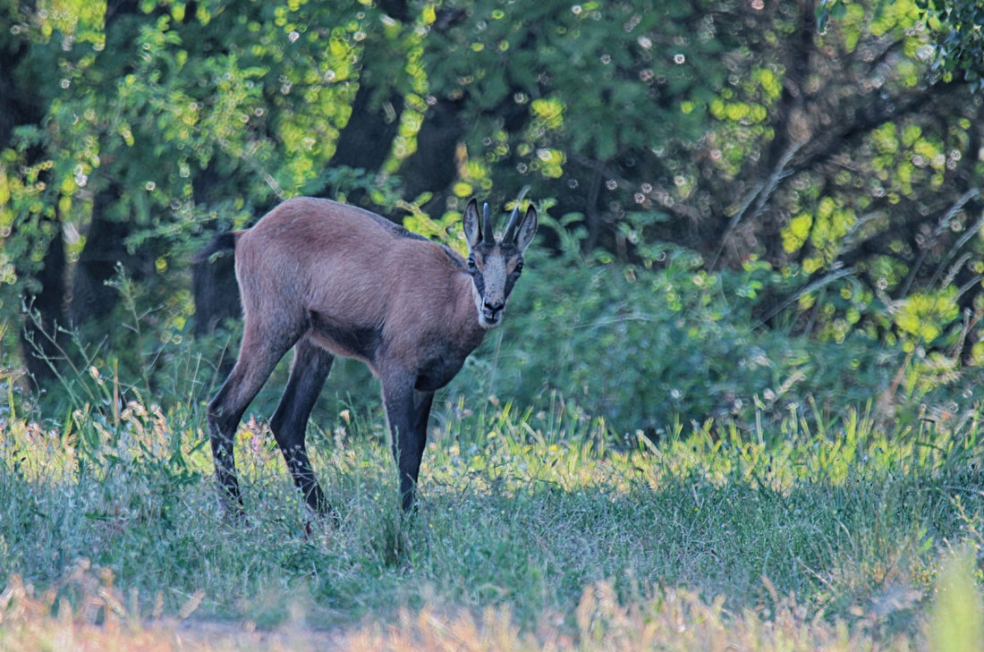 Chamois