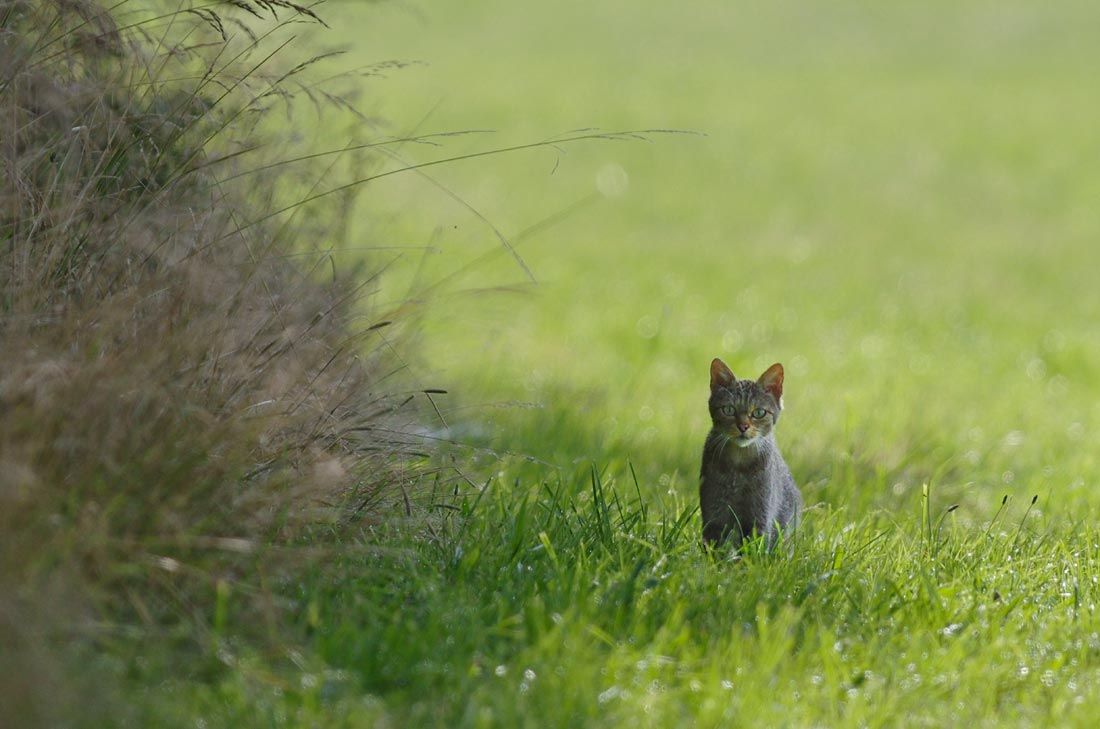 Chat forestier