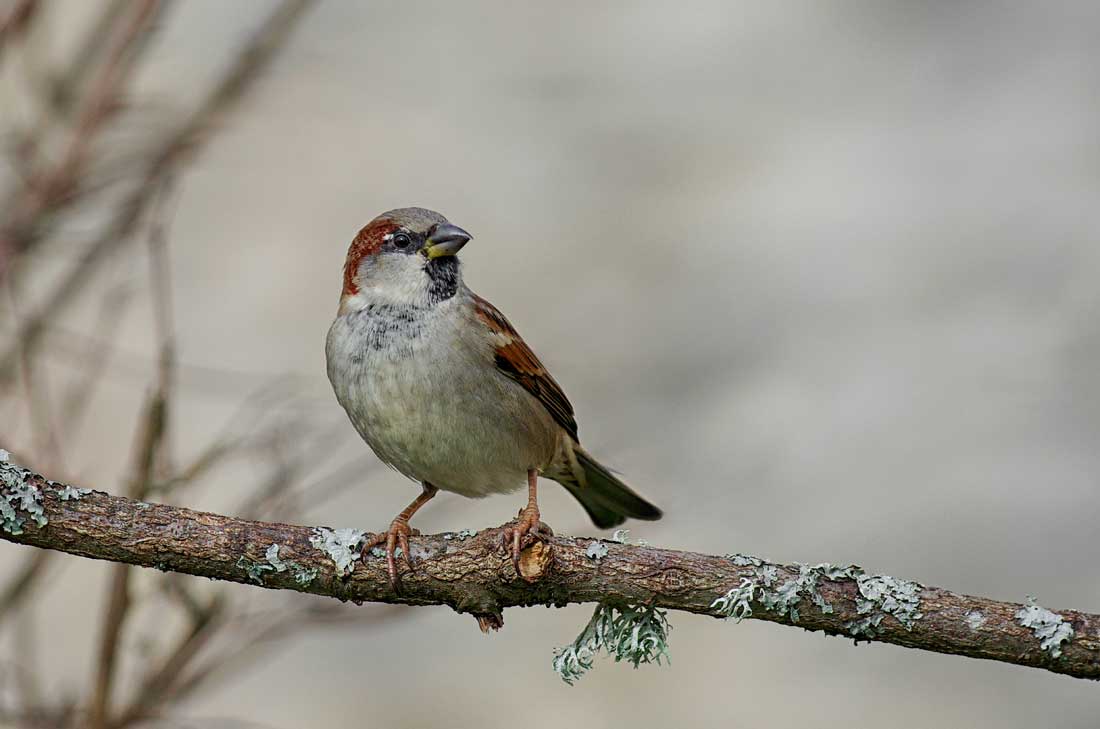 Moineau domestique