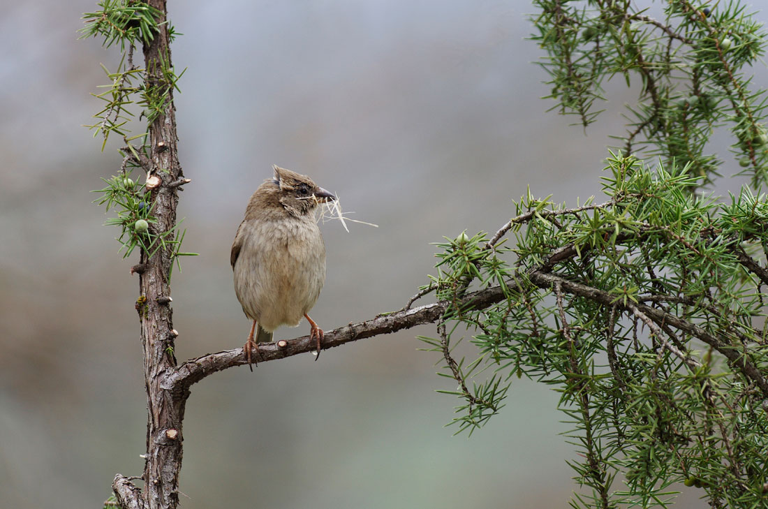 Moineau domestique