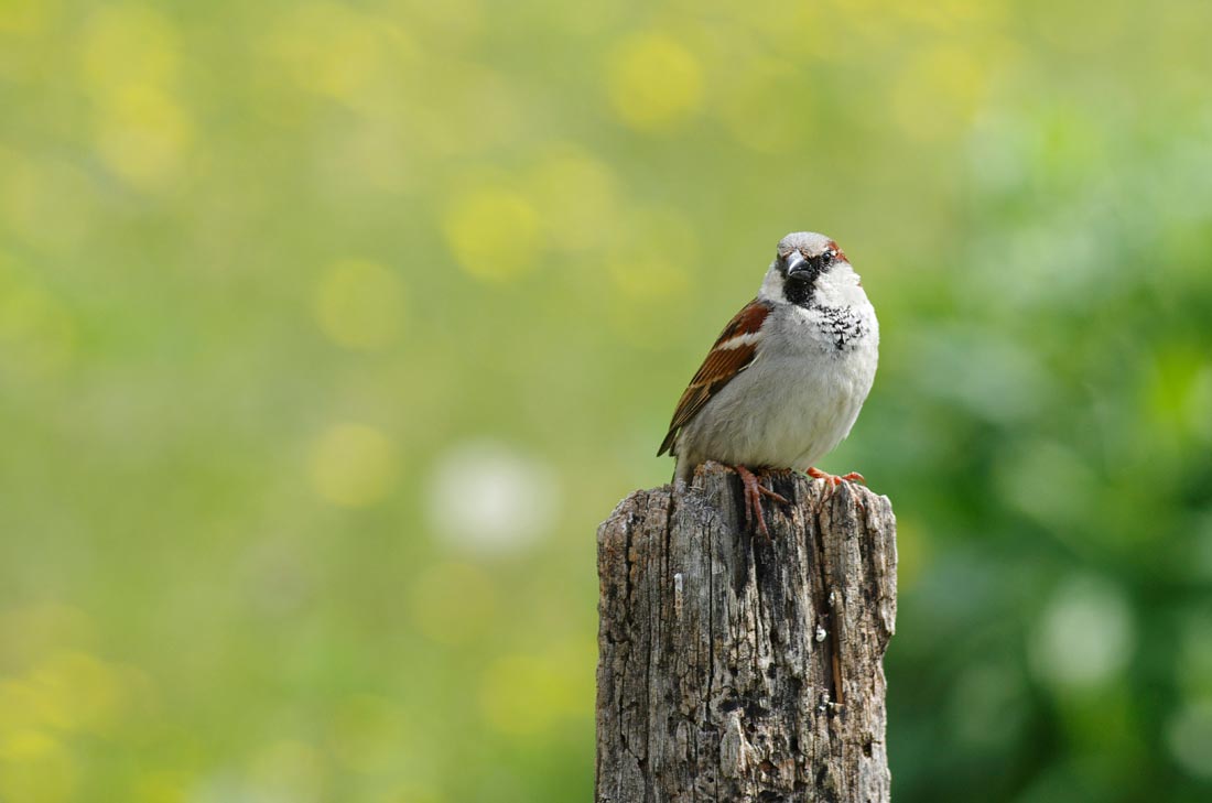 Moineau domestique