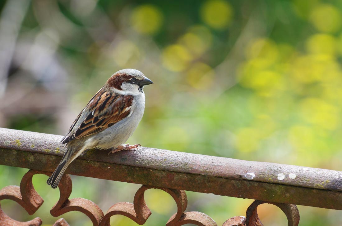 Moineau domestique