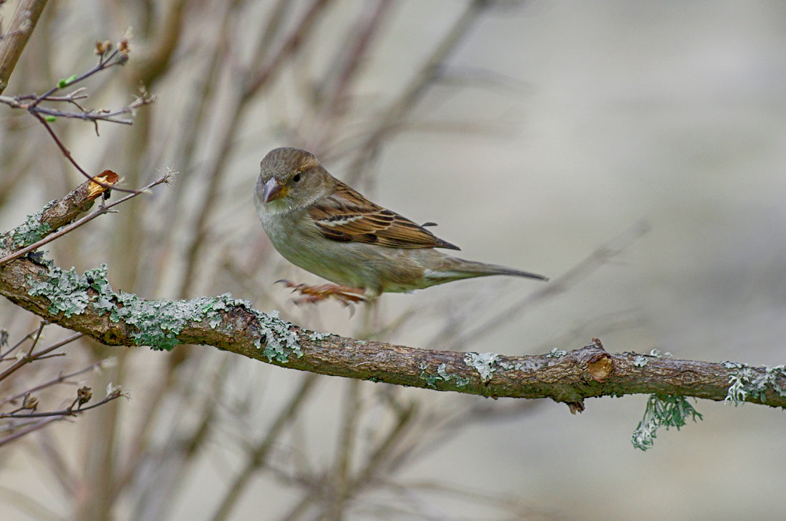 Moineau domestique