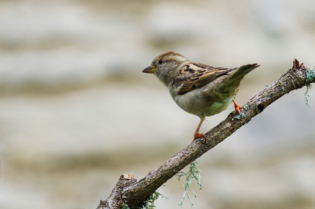 Moineau domestique