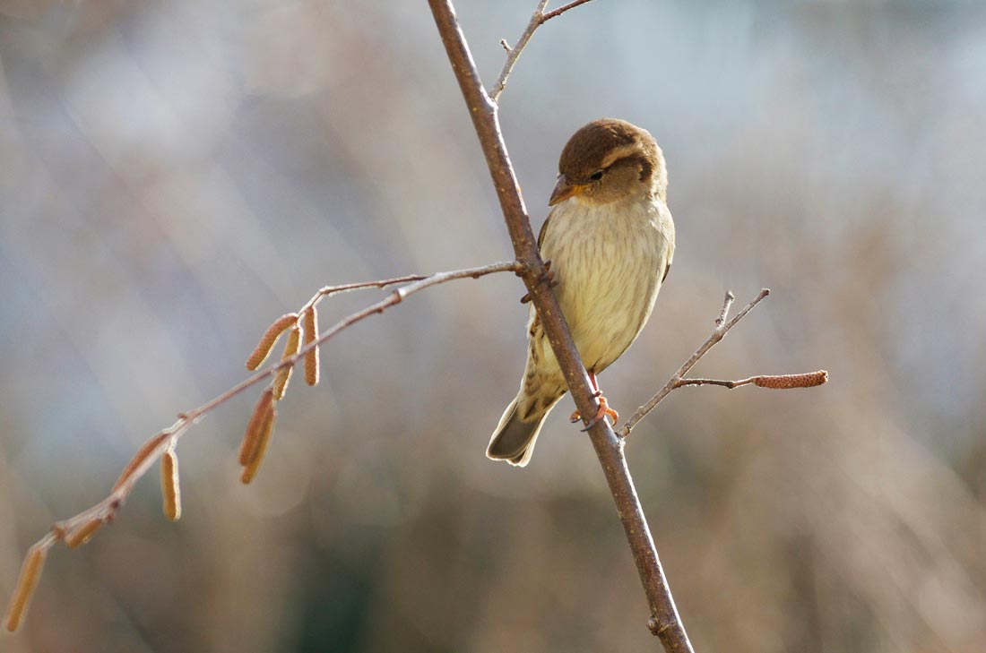 Moineau domestique