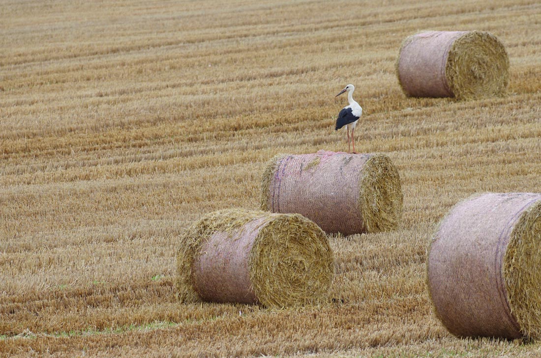Cigogne blanche