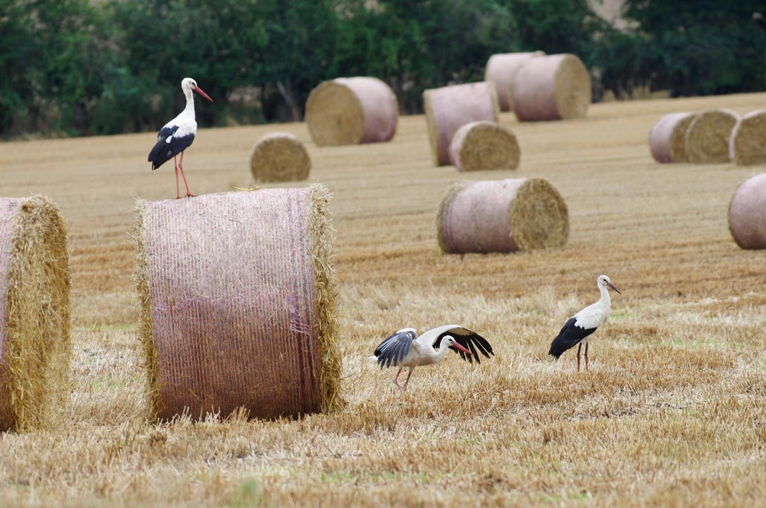 Cigogne blanche