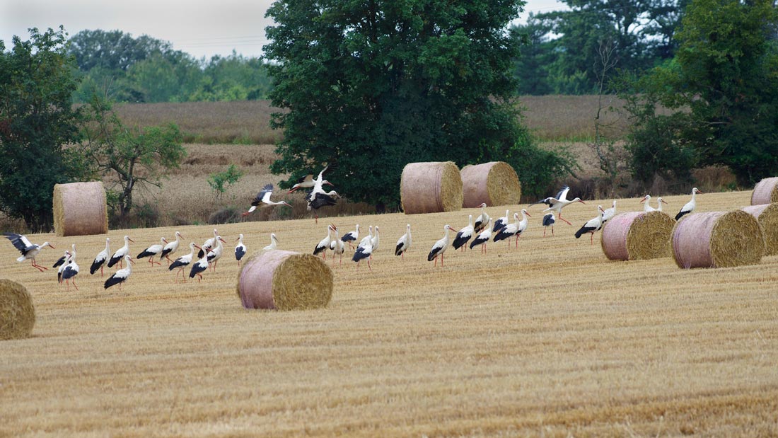 Cigogne blanche