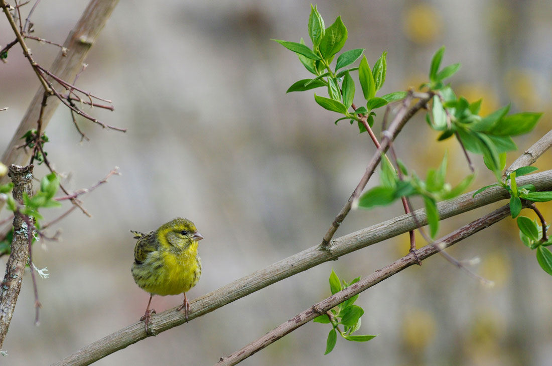 Serin cini