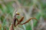 Insectes et araignées