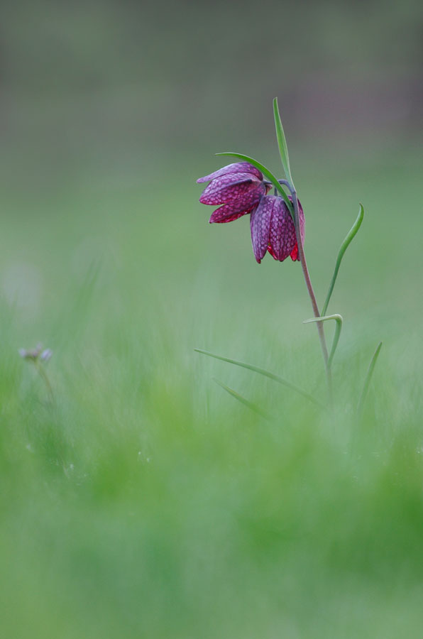 Fritillaires